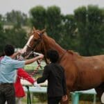 競馬 勝てない